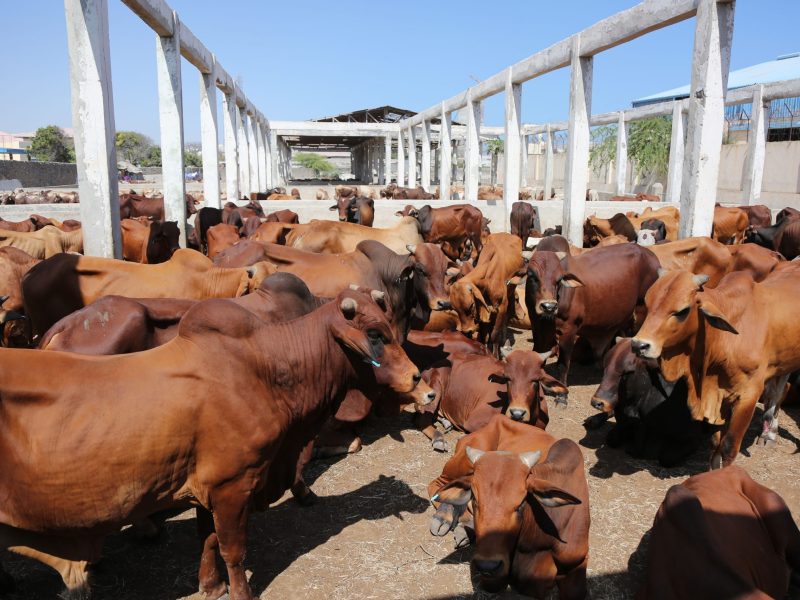 Copy-of-2017_03_14_Cattle_Exportataion-11-1-scaled Copy-of-2017_03_14_Cattle_Exportataion-11-1-scaled
